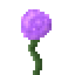 Allium